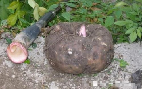  根茎■再说一次，荒地遇见“此物”，别当杂草，当前77元一斤