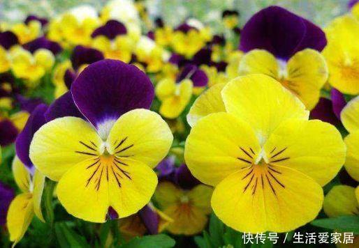 『打造』5种盆栽全年开花,花大色艳,一盆千朵花,养在家里打造温馨花园