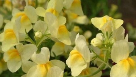 「婶婶」新手养花,不如养盆花中精品“玛姬婶婶”,花型精美,有枝就有花