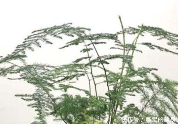  【乱养】客厅别乱养“花”，这3种树，招财“杀菌”还能吸甲醛，比绿萝强