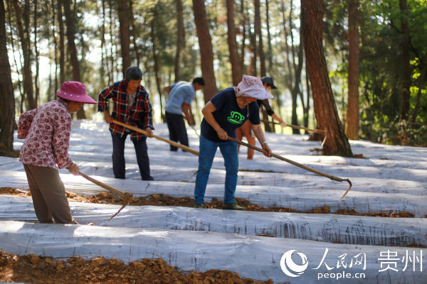  「贵州」贵州黔西：林下种植竹荪弄出新产业