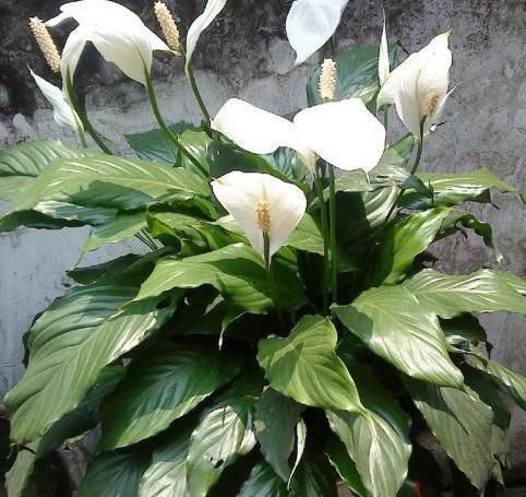  『夏季』夏季盆栽这4种植物，叶片一耷拉马上浇水，植株分分钟变精神
