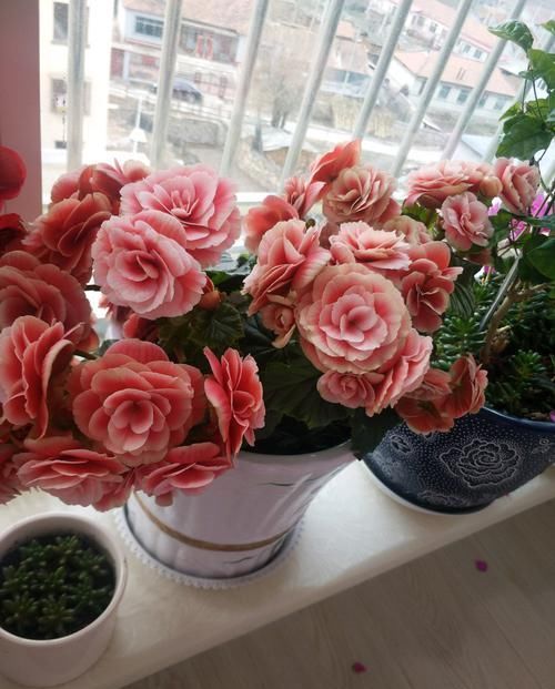  【霸气】喜欢菊花，首选盆“珍稀名菊”关东大侠，似泥金舞狮，高雅霸气！