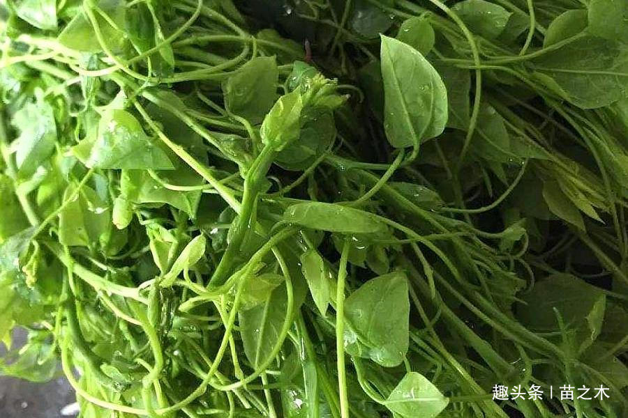  「大棚」农村一种野菜，市场上一斤15元供不应求，但农民只种植