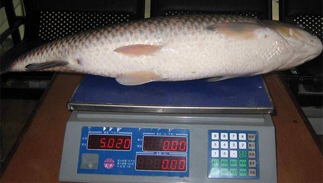  「钓竿」老式钓鱼竿早过时了，了解一下当下流行的新型大鱼“克星竿”吧！