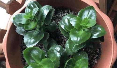  『长寿花』这种花真奇怪，喜欢'喝'中药，叶子油绿，花开一茬接一茬