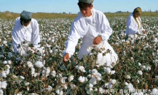  们中国■印度把他们的棉花低价卖给我们国家，再用高价买回去，