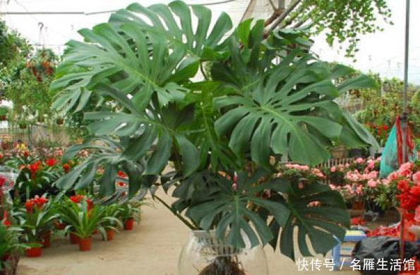  「绿萝」这3种植物“吸甲醛”，比绿萝、吊兰“强10倍”，回家赶紧养1盆！