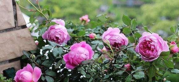  「开花真」不会养花？这3种花，一个枝丢盆里就活，开花一大盆，一年开3季
