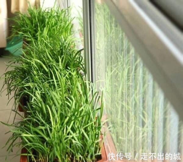  「种种」阳台种种韭菜，4个小窍门，棵棵粗的像小葱，一年能割10茬