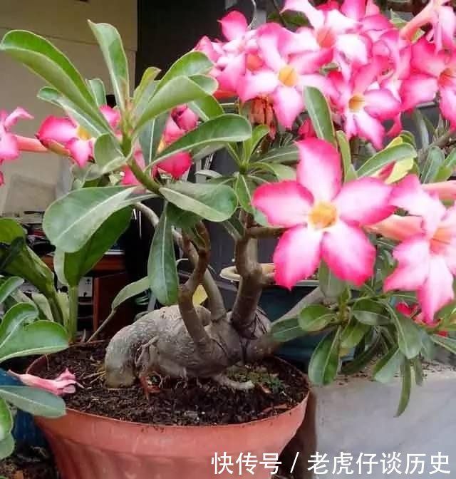  『懒人』为懒人准备的6种盆栽花卉, 一两个月忘记浇水也能活得滋润