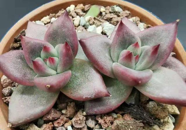  「种子」不能出门买花怎么办？就用几种方法，几个月后一样花繁叶茂