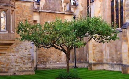  「开花结果」什么是牛顿苹果树？它在上海开花结果啦！