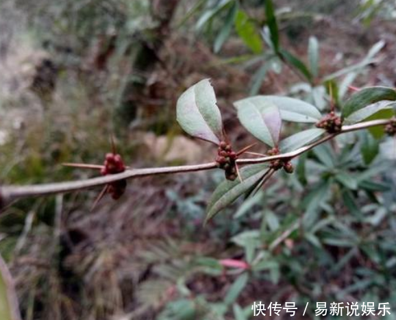  「根部」农村浑身是刺的植物，殊不知根部价值珍贵，城里卖到一