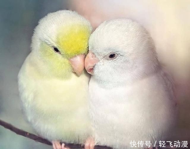 【撩心】情话最撩心短句,说给你最爱的人听吧