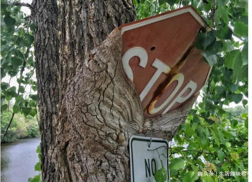 14张不可思议的照片，证明大自然比想象中更独特