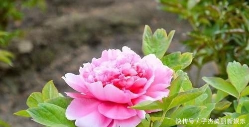  [人人]天生最会穿衣打扮，走在大街上回头率高，人人都称赞的生肖女