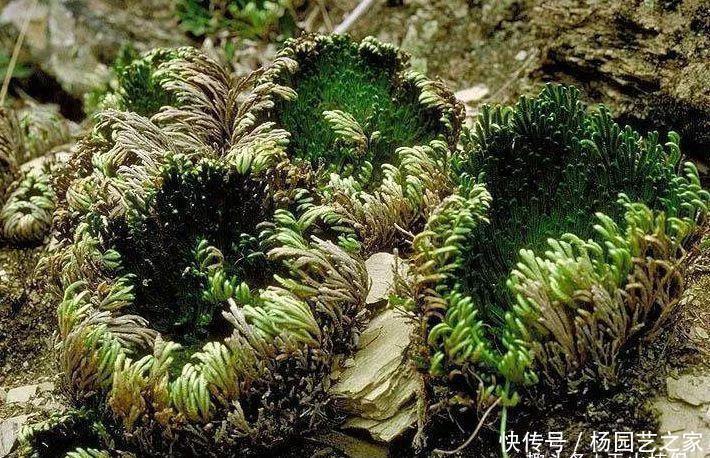  【枯草】农村的致富草，号称沾水就活，观赏性很高，很多人却养成“枯草”