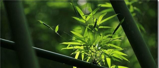 王维山水诗的经典之作,淡泊如诗如画,美了何止千年!