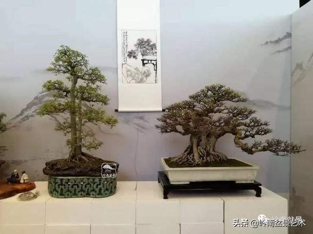 「作品」有年功的盆景，品相好，价值高！