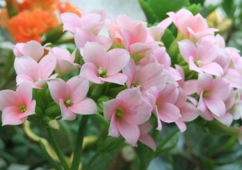  「轻松」新手学养花，就选这几朵小花，好打理爱开花，晾在阳台轻松变花海