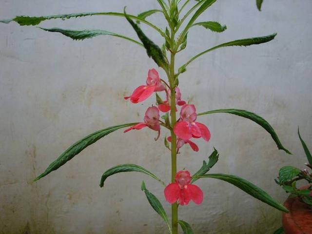  #喜欢#颜色丰富开花可爱，凤仙花的作用可真不少！小姑娘都很喜欢！