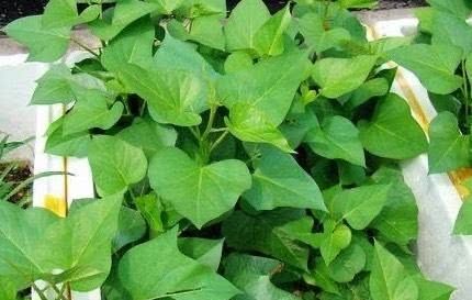  [呼呼]阳台种“2种菜”，呼呼长得快，1个多月长满盆，收获一次又一次