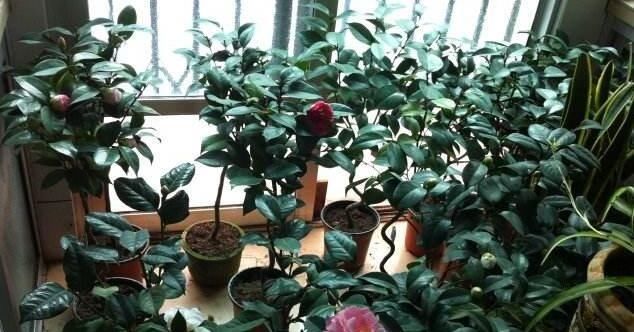  「扦插」山茶花，剪1节枝就能种10盆，枝繁叶茂开花多，年年春节开爆盆！