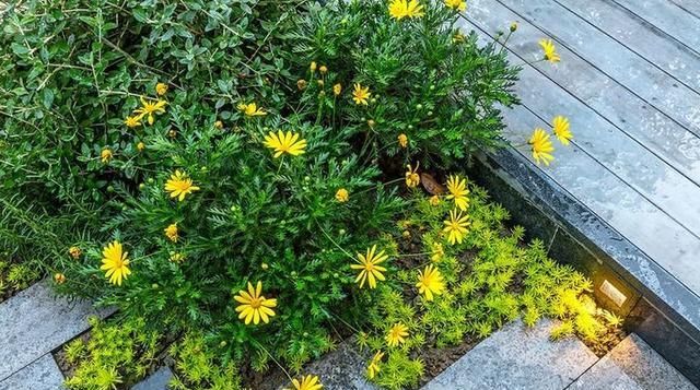 40天打造最美庭院，别墅下的世外桃源，太美了