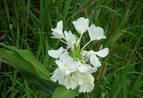  「山地」野姜花喜生于低海拔山地、平野的水岸边，花朵清新素雅，香味芬芳