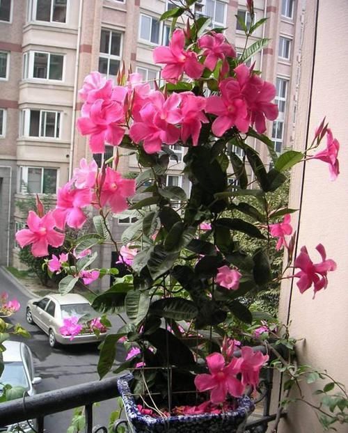 【窜出】双线藤这样养,一年窜出一米长,花开红艳,藤蔓美。