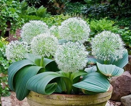  『品种』葱只能当调味？当花葱开花后，美的世界都颤抖了，大葱开花真的美