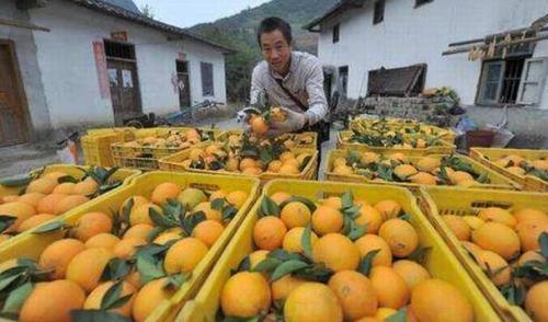 来到广西旅游，看到“龙眼”就别摘了，小心“有毒”