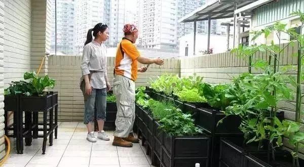  #吃不完#阳台这样种菜, 一年到头摘个不停, 吃不完还能送人!