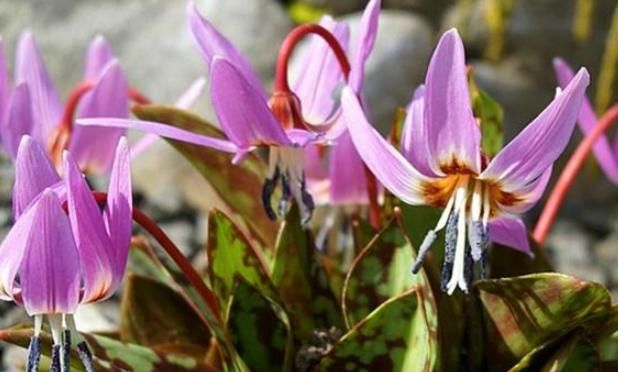  猪牙花@又一个被名字耽误的好花！花朵一个比一个好看，养一盆至少活十年
