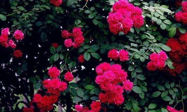  「春天」春天在家一定要养此花，养殖方法简单好养活，开花之后庭院变花海