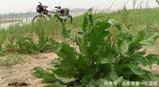  玉米|大秋收完玉米，这种野菜遍地是，农民叫做酸模，叶子比糖都