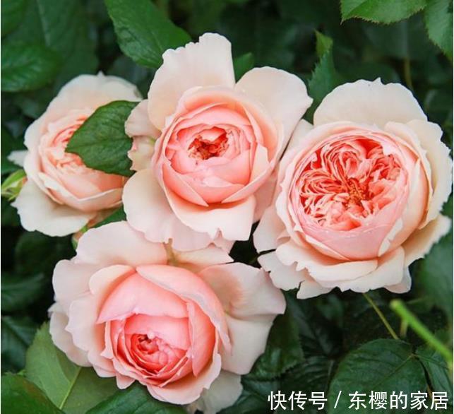 『夏季』3种花夏季要“勤”浇水,浇水越多开花越多,美爆一整夏!