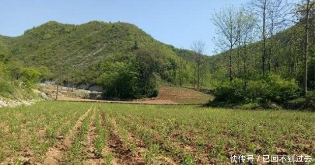 农民种植它，每亩最高产值可达3万多元，年入上十万