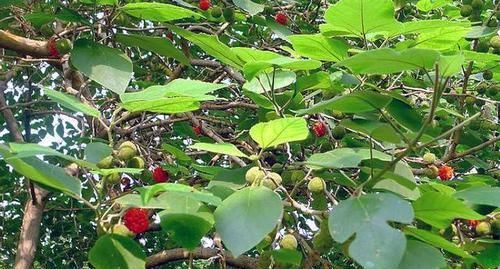  宝价值高：乡下1种树见土就长，人称“惹不起”，3个真正价值少人知