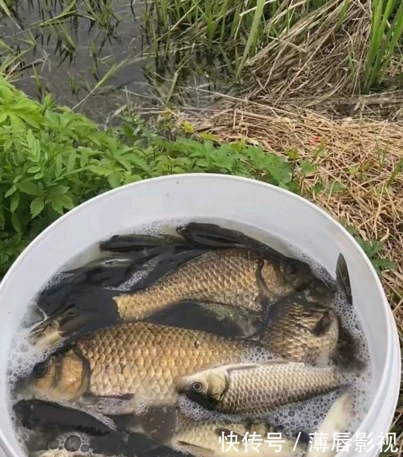 #轻松#荒野水塘斤鲫成灾,轻松钓一桶,就是鳞片发黑,水质不好?