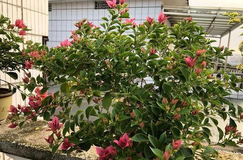  「三角梅」爱三角梅的花友们，哪些品种勤开花，哪些品种开花懒