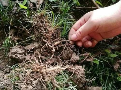  #不想#外形似韭菜，有人大量种植，一斤25元，农民挖到不想卖