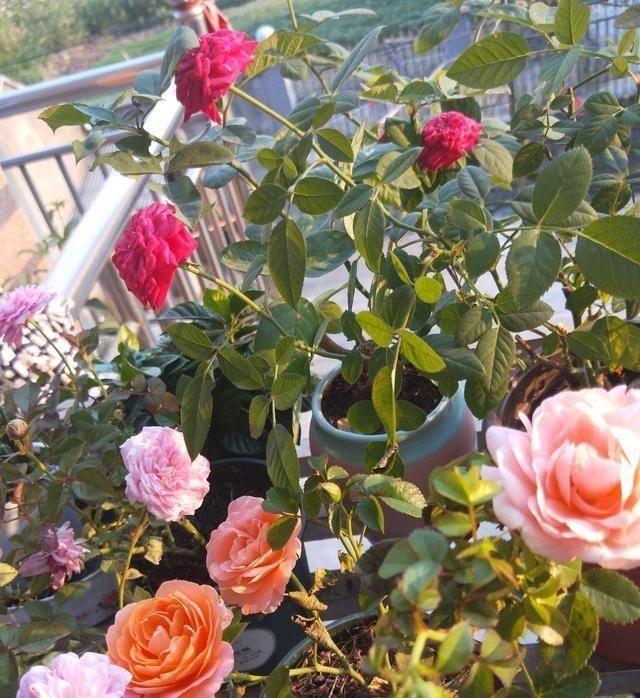  玫瑰：这花叫开花皇后，人家养的花朵硕大，自己养的开花越来越少怎么办