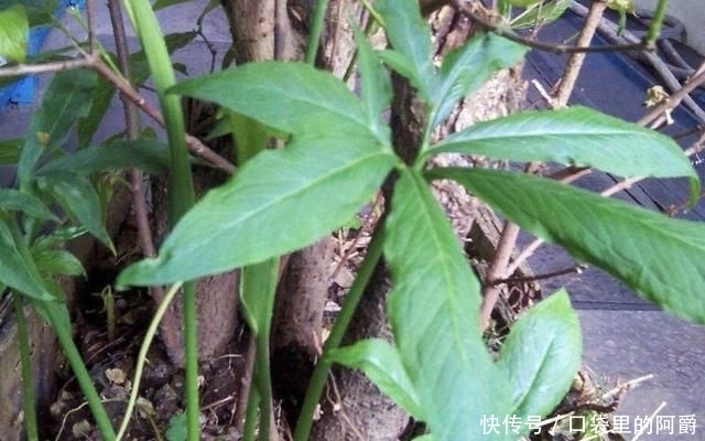 稀少■叶片稀少的“1种杂草”,被称为“虎掌”,河谷下有不少,奇特!