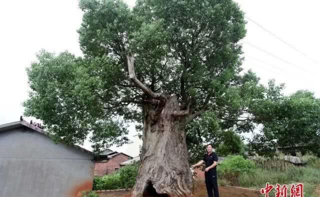  「竟是」江西的省鸟、省花、省树是什么？原来竟是它们……