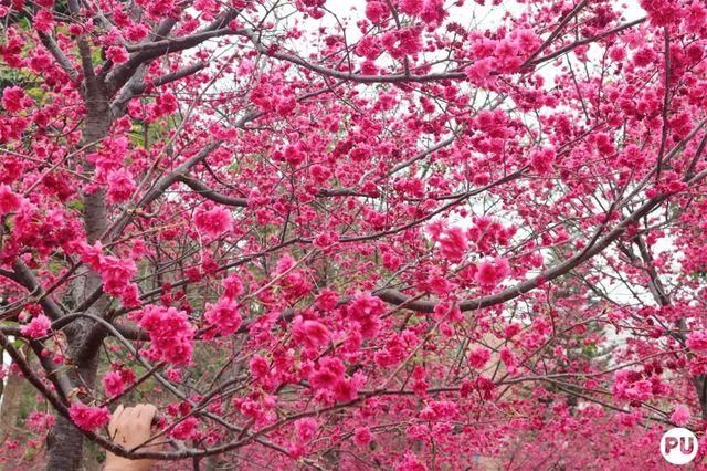 靓！佛山周边1500株樱花已盛开，最美的春天在这里~