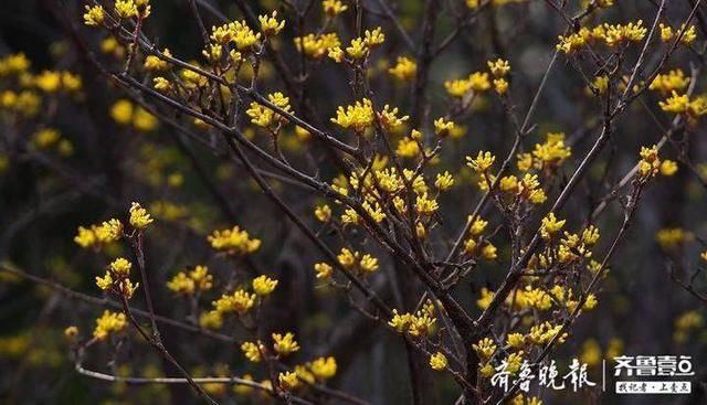  茱萸■“遍插茱萸少一人”的茱萸开花了，就在济南！瞧这一大片