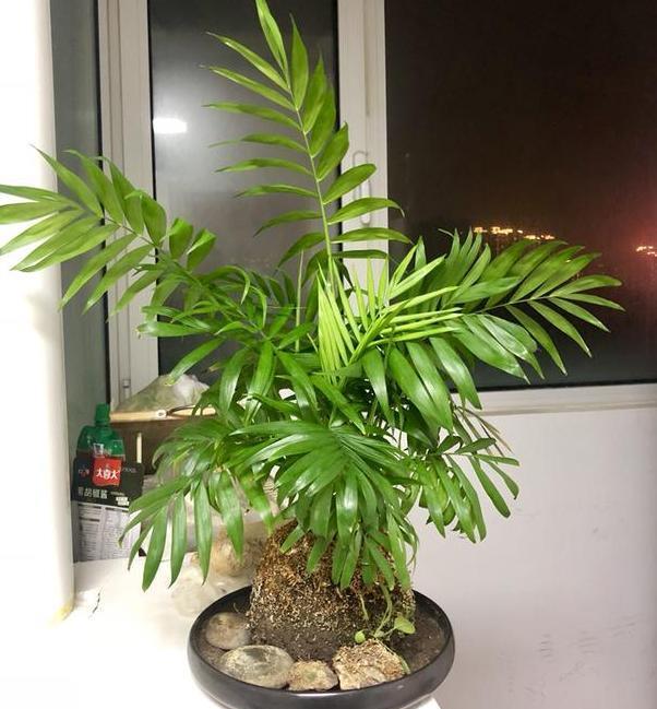 养花■气候回升时养花该注意什么?别急着做4件事,不然花草伤亡惨重
