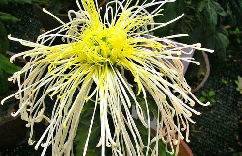  富贵■喜欢菊花，就养盆“菊中珍品”开龙白羽，花型饱满，富贵满堂